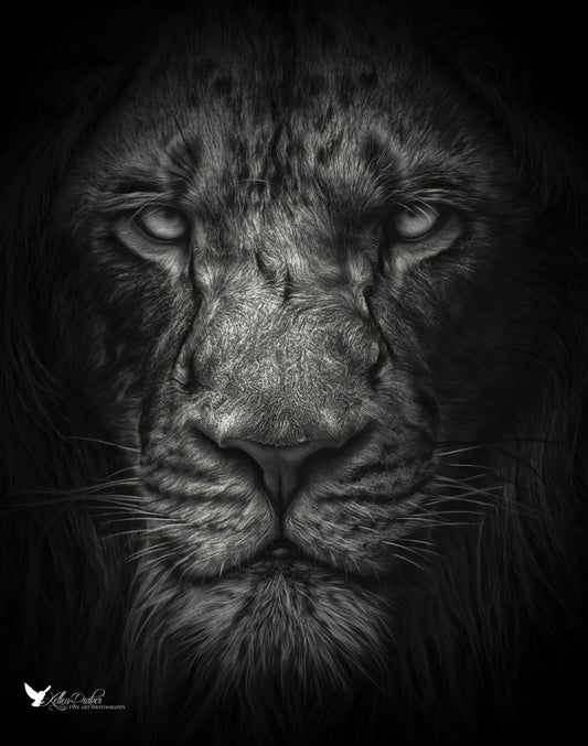 Black and White Wildlife Photography: Exploring the Power of Monochrome