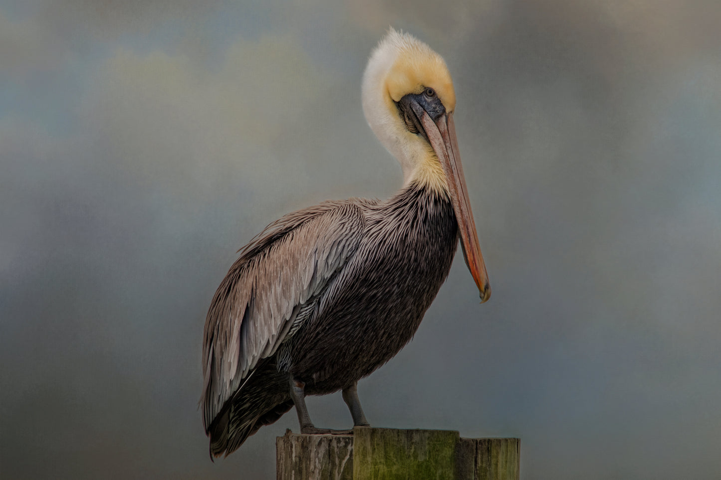 Pelican’s Perch