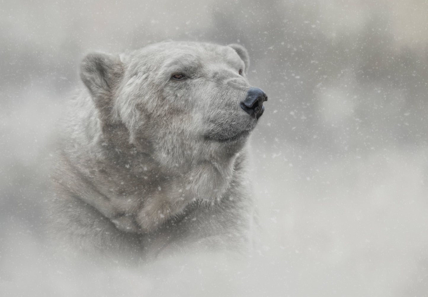 Prince of the North Pole