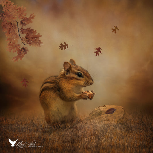 Seasonal Inspiration: Wildlife in Fall