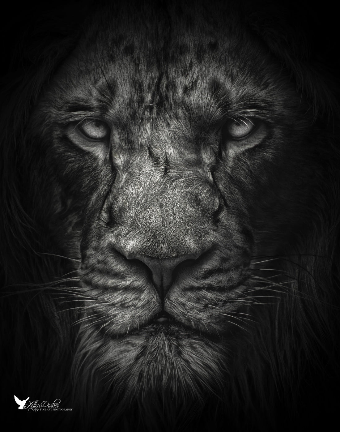 Black and White Wildlife Photography: Exploring the Power of Monochrome