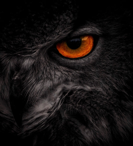 Eye See You