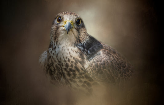 Majestic Hunter
