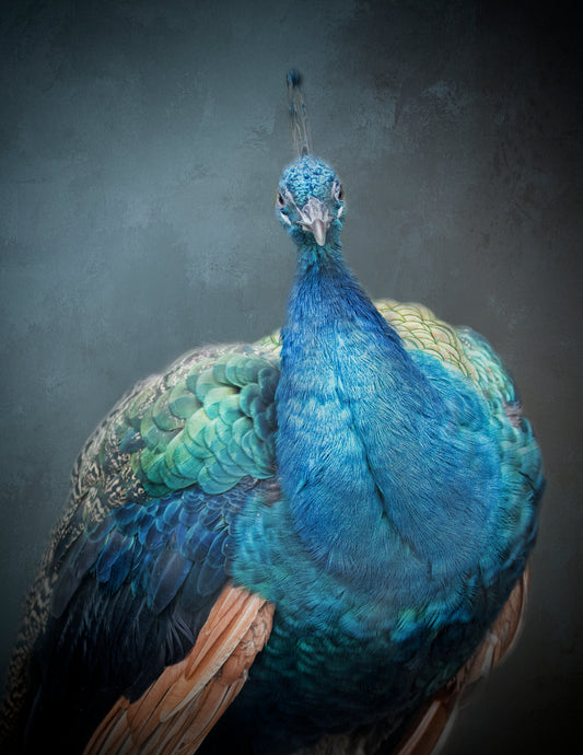 Sir Peacock