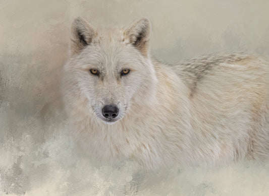 Snow Wolf