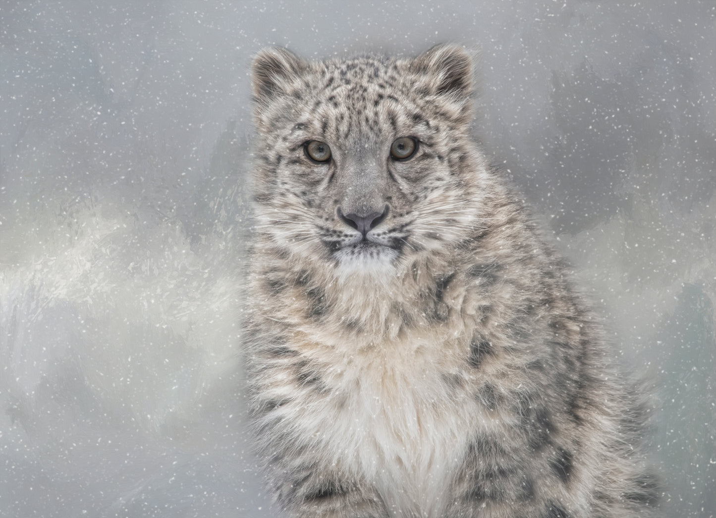 Snowy Gaze