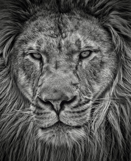 Soul of the Lion