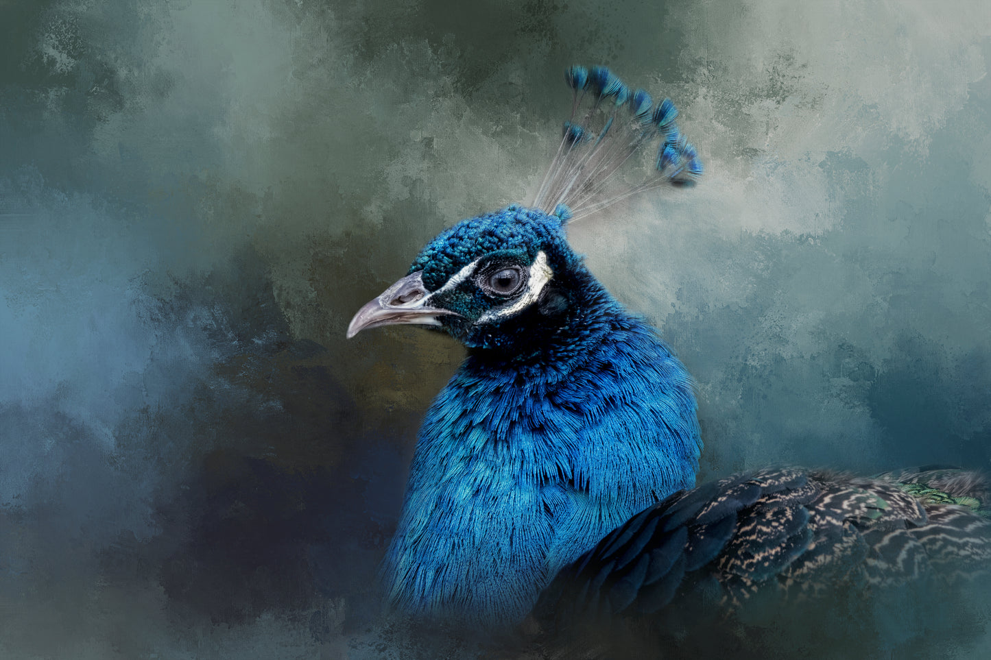 Peacock’s Crown